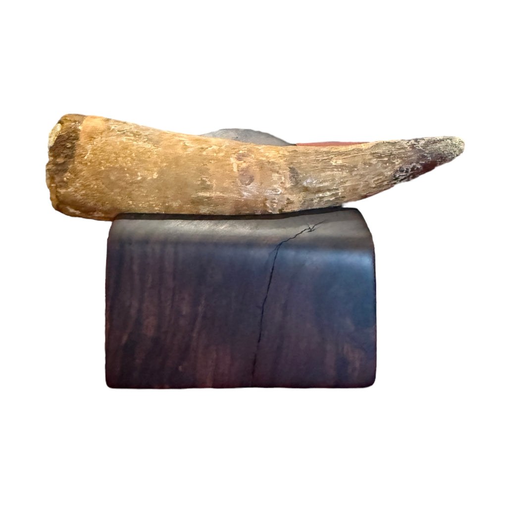 Fossilized Dinosaur Tooth (Spinosaurus, 6-7")