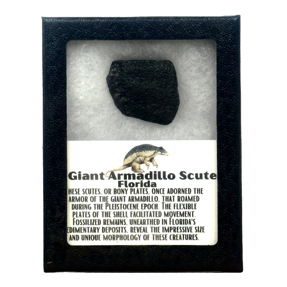 Giant Armadillo Scute Display