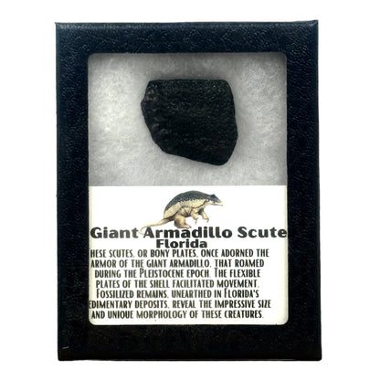 Giant Armadillo Scute Display