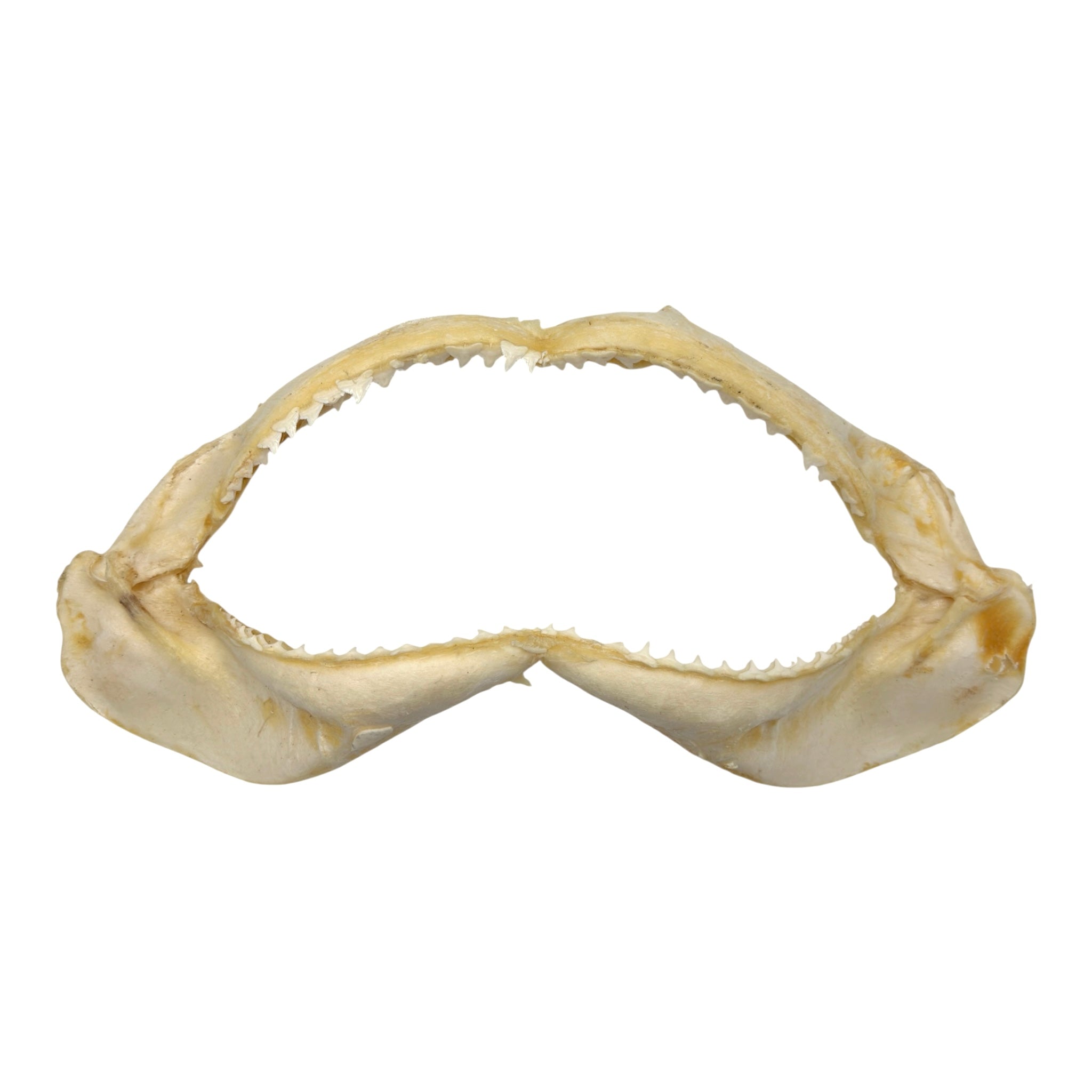 Shark Jaw (Silky Shark, 13")