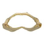 Shark Jaw (Silky Shark, 13")