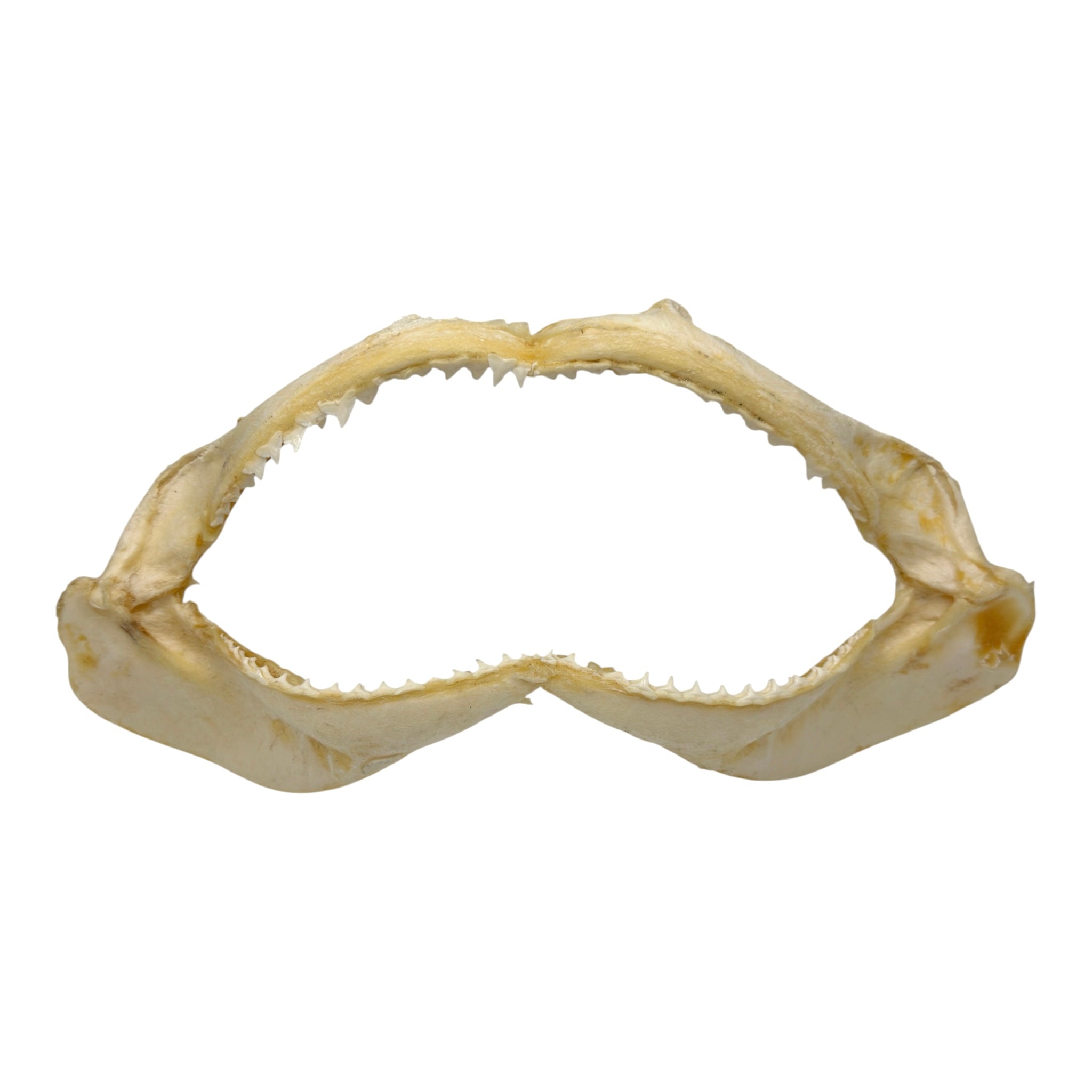 Shark Jaw (Silky Shark, 13")