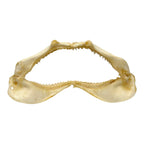 Shark Jaw (Silky Shark, 13")