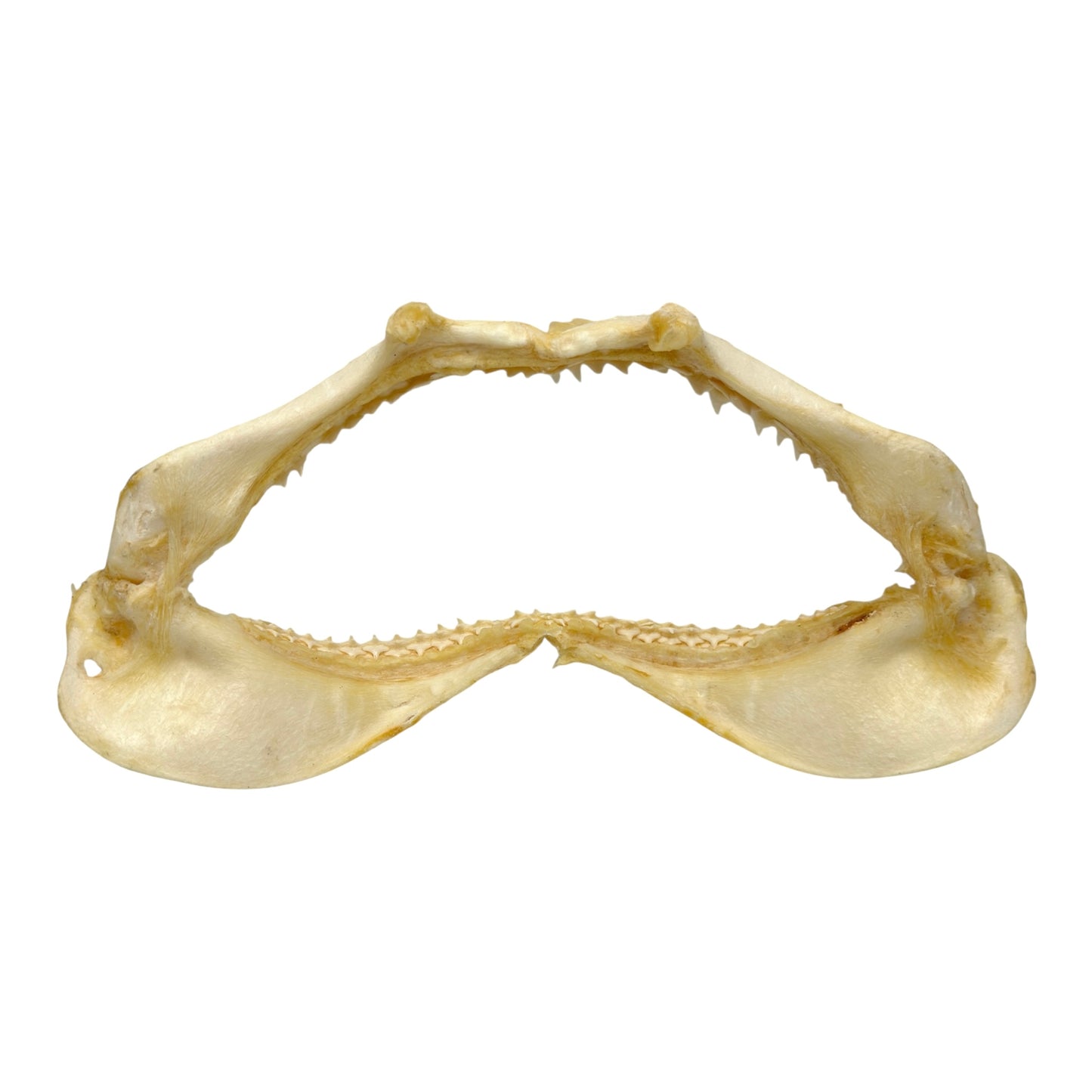 Shark Jaw (Silky Shark, 13")