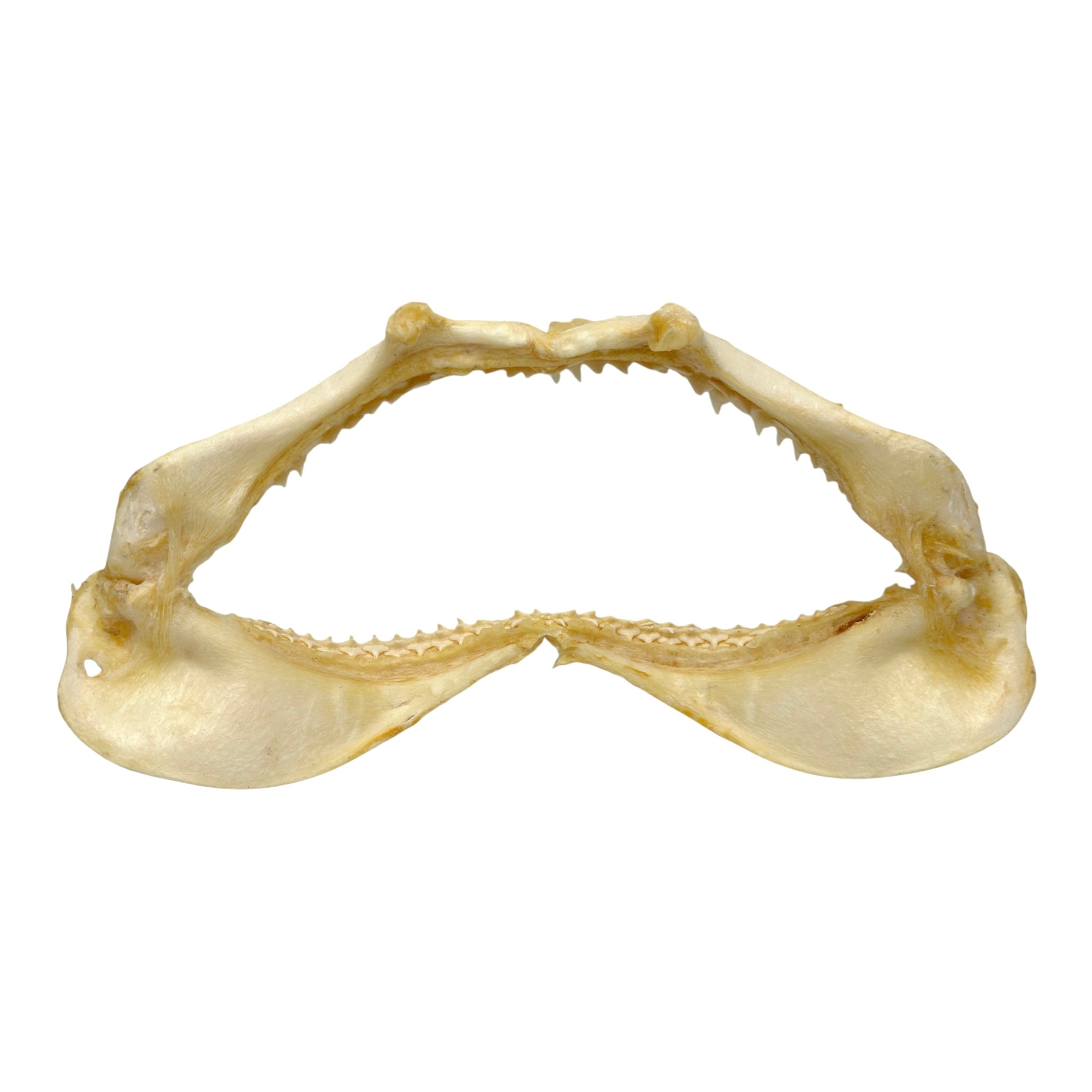 Shark Jaw (Silky Shark, 13")