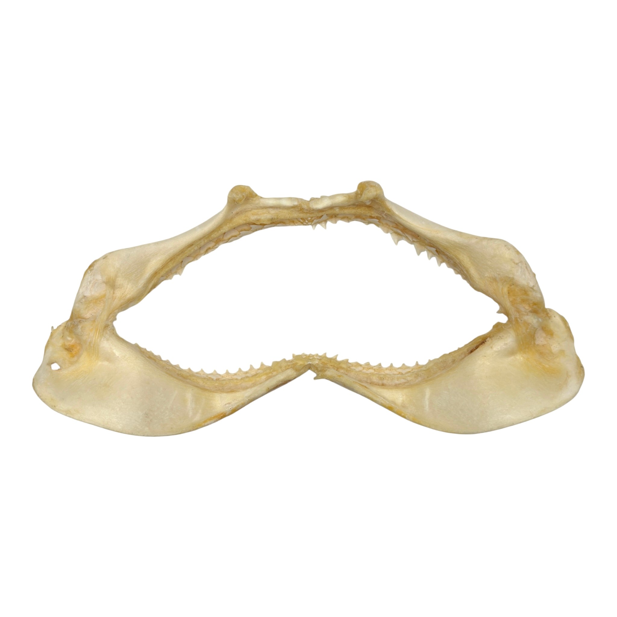 Shark Jaw (Silky Shark, 13")