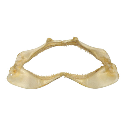 Shark Jaw (Silky Shark, 13")