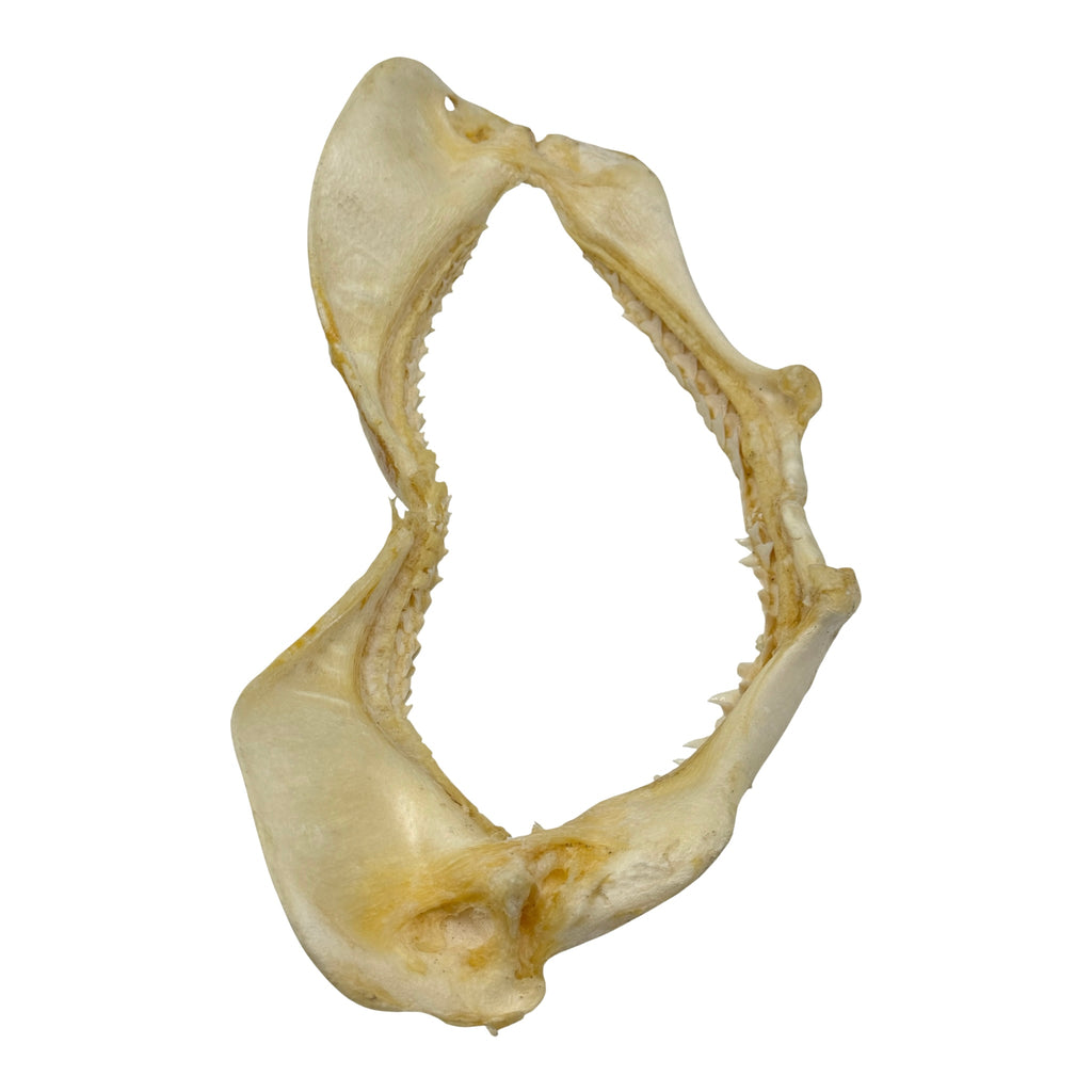 Shark Jaw (Silky Shark, 13")