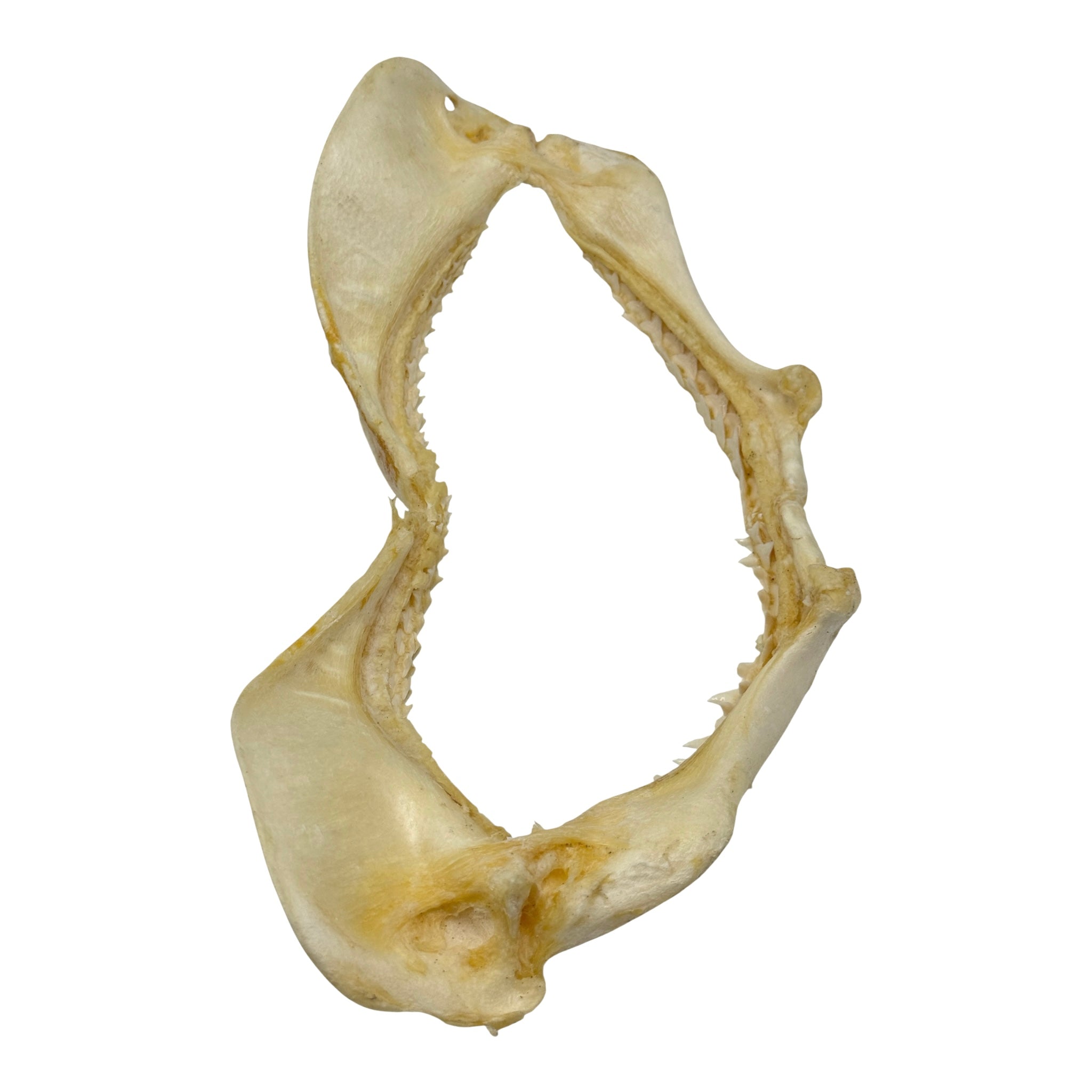 Shark Jaw (Silky Shark, 13")