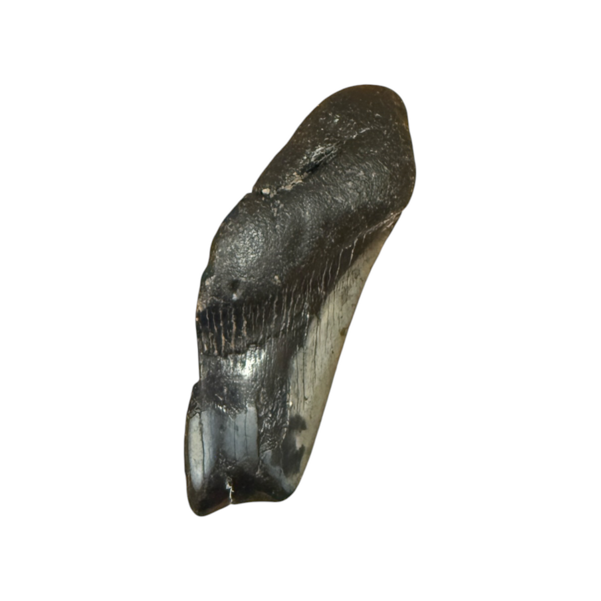 Fossil Shark Tooth (Megalodon Fragment)