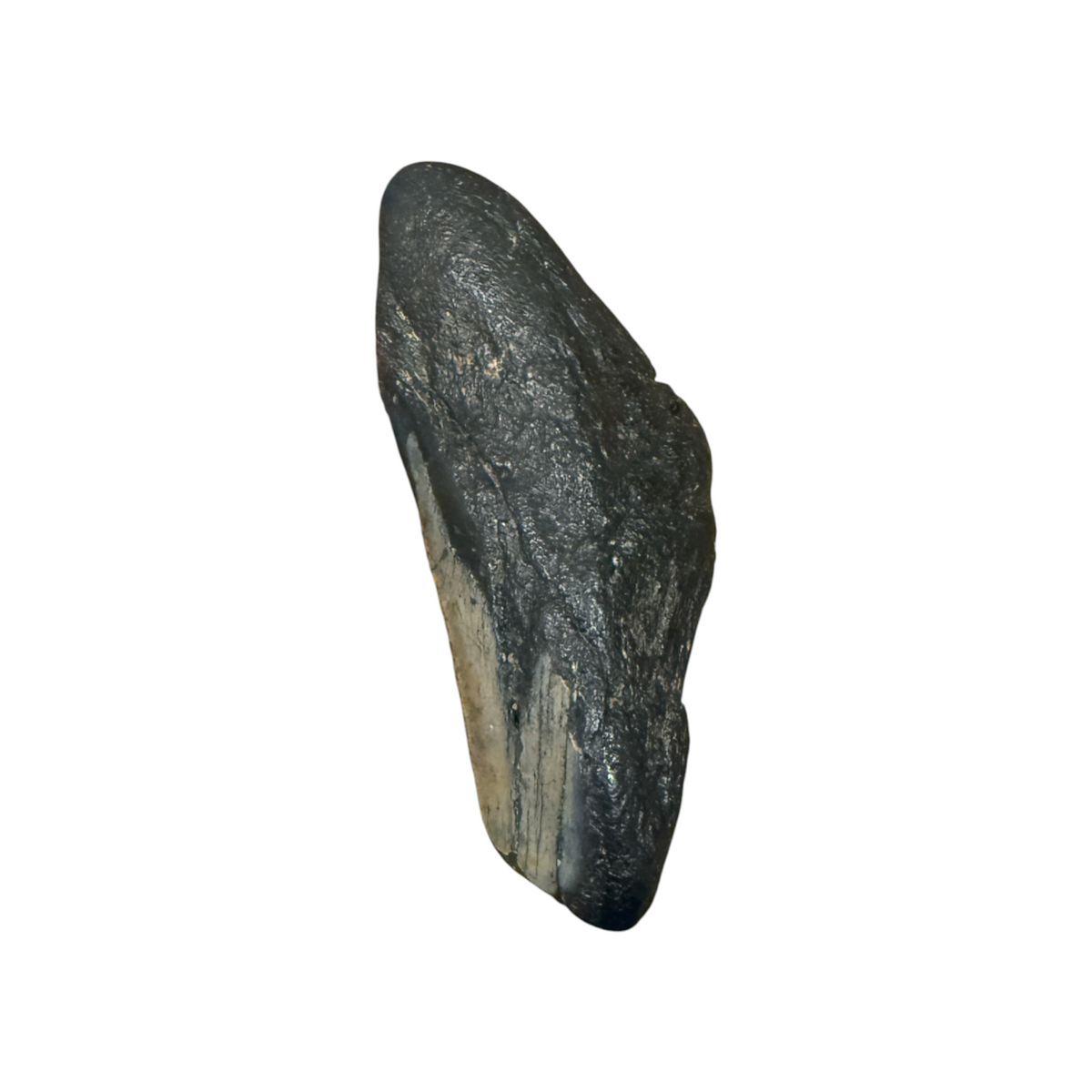 Fossil Shark Tooth (Megalodon Fragment)