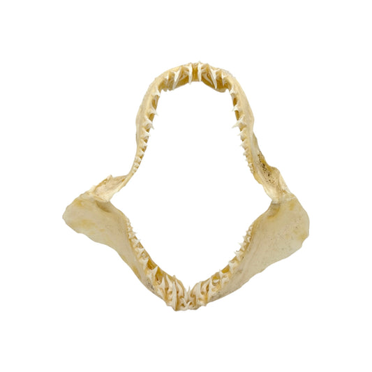 Shark Jaw (Mako Shark, 6”)