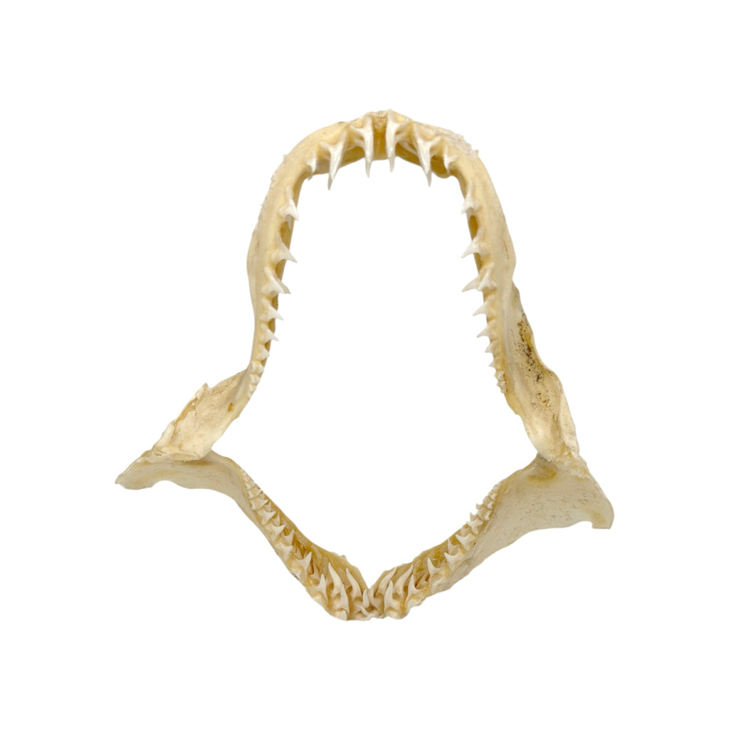 Shark Jaw (Mako Shark, 6”)
