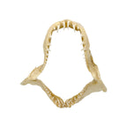 Shark Jaw (Mako Shark, 6”)