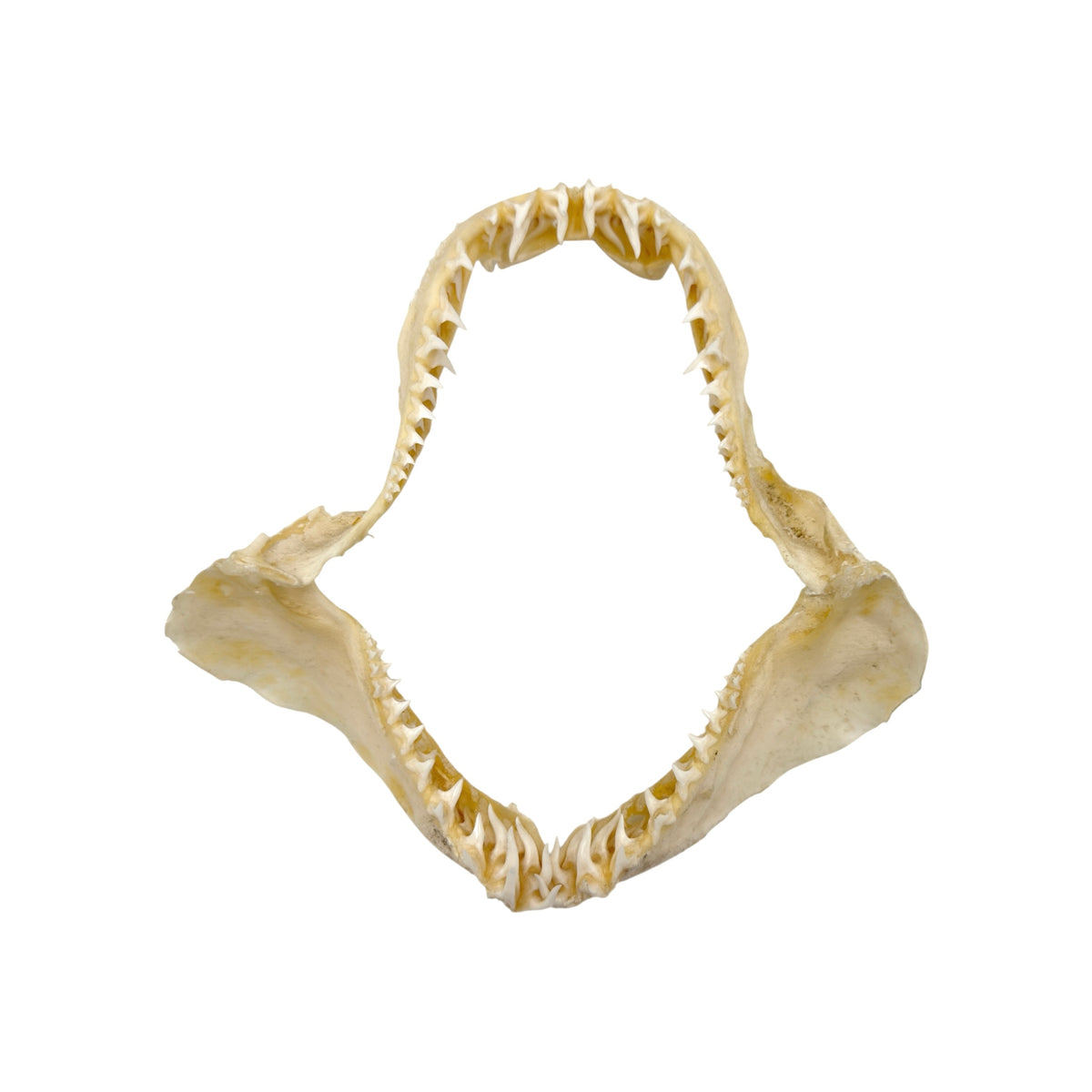 Shark Jaw (Mako Shark, 6”)