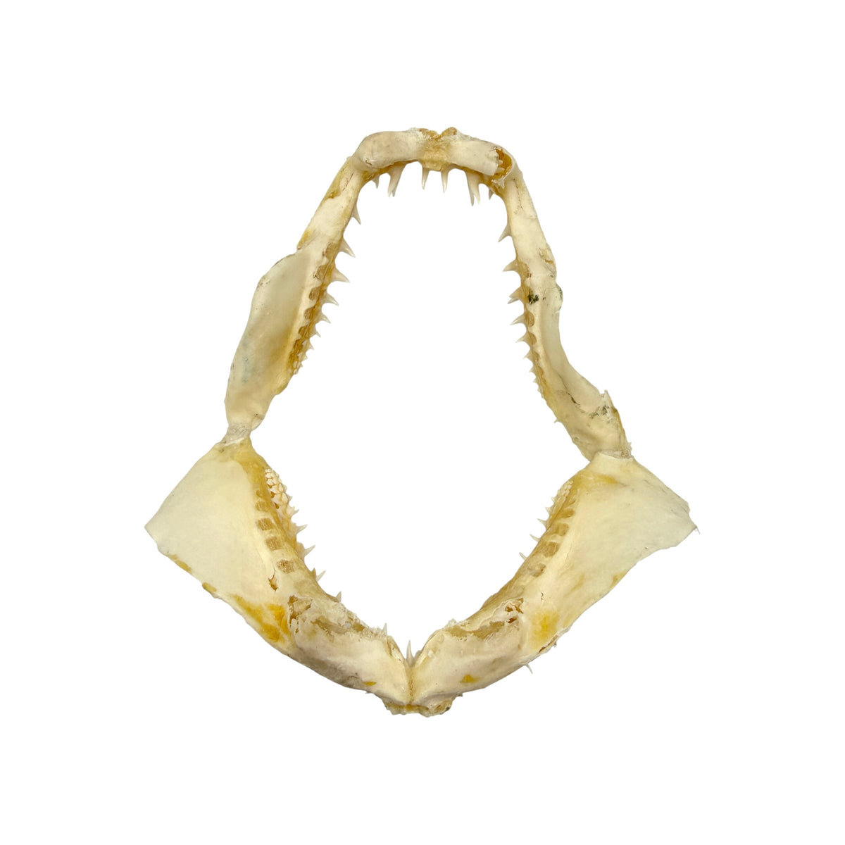 Shark Jaw (Mako Shark, 6”)