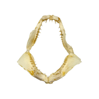 Shark Jaw (Mako Shark, 6”)