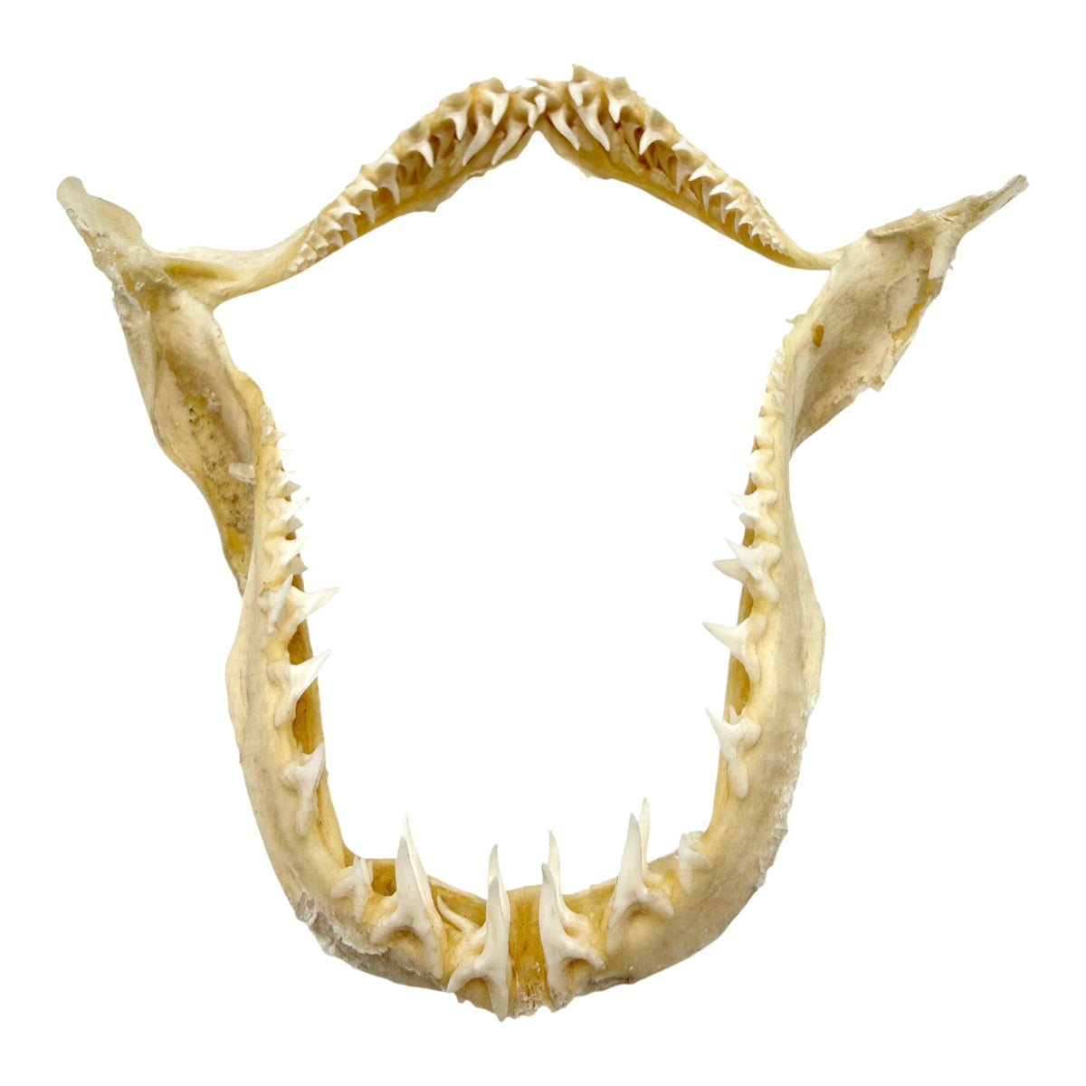Shark Jaw (Mako Shark, 6”)