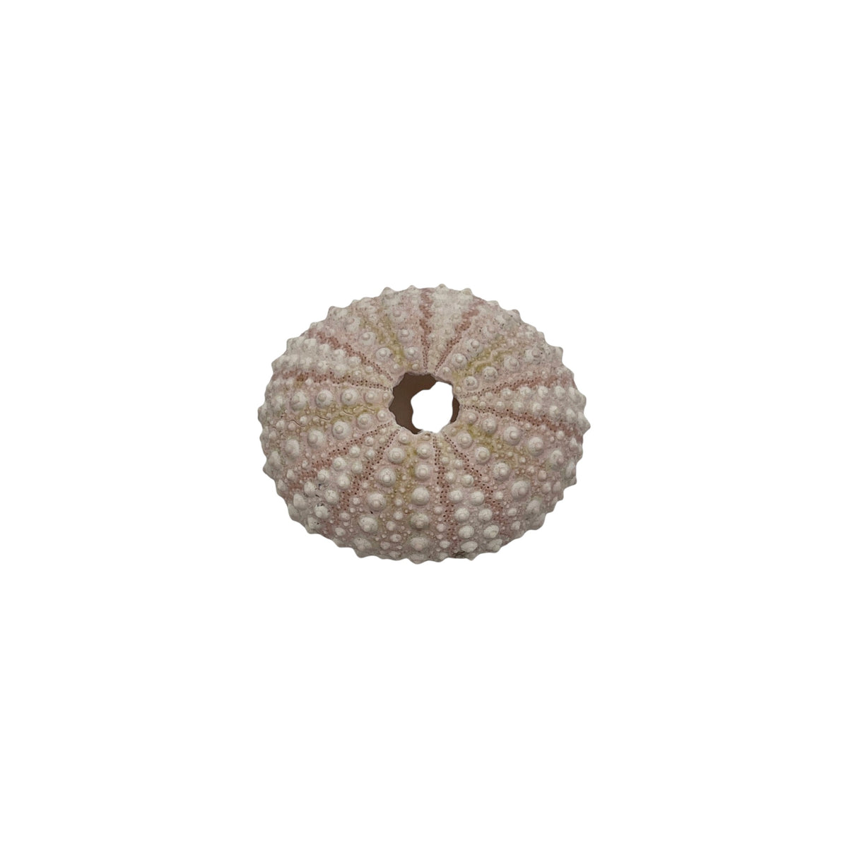 Urchin (Pink Sea Urchin)