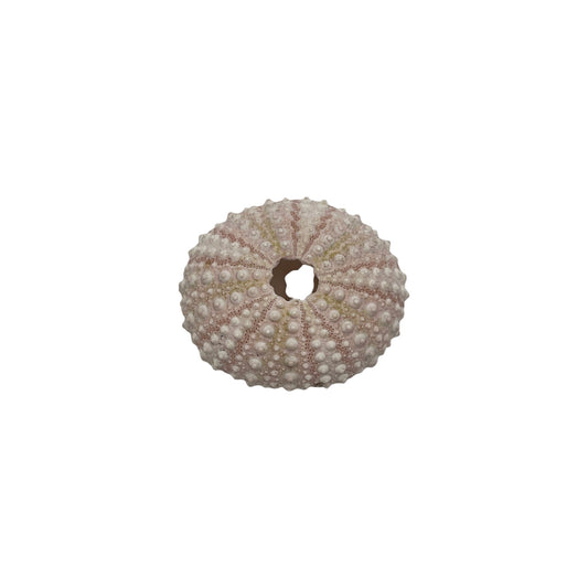 Urchin (Pink Sea Urchin)