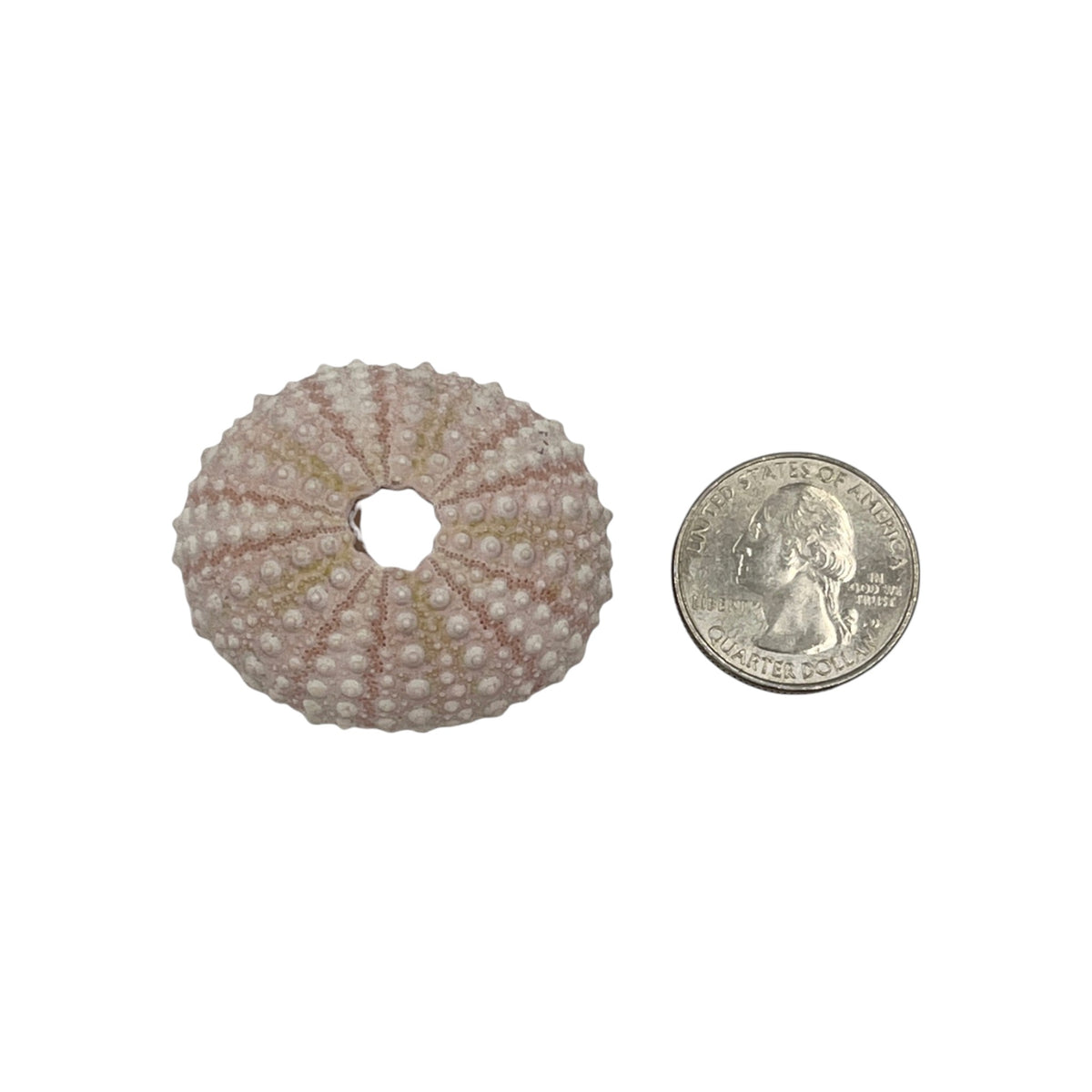 Urchin (Pink Sea Urchin)