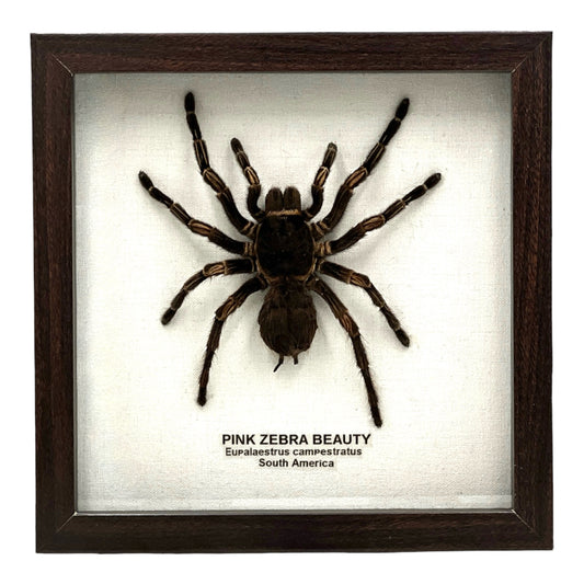 Pink Zebra Beauty Tarantula