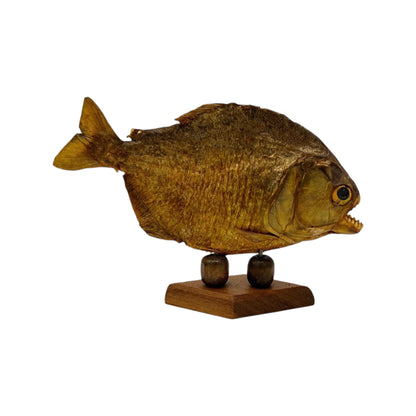 Piranha on Stand (6-7")