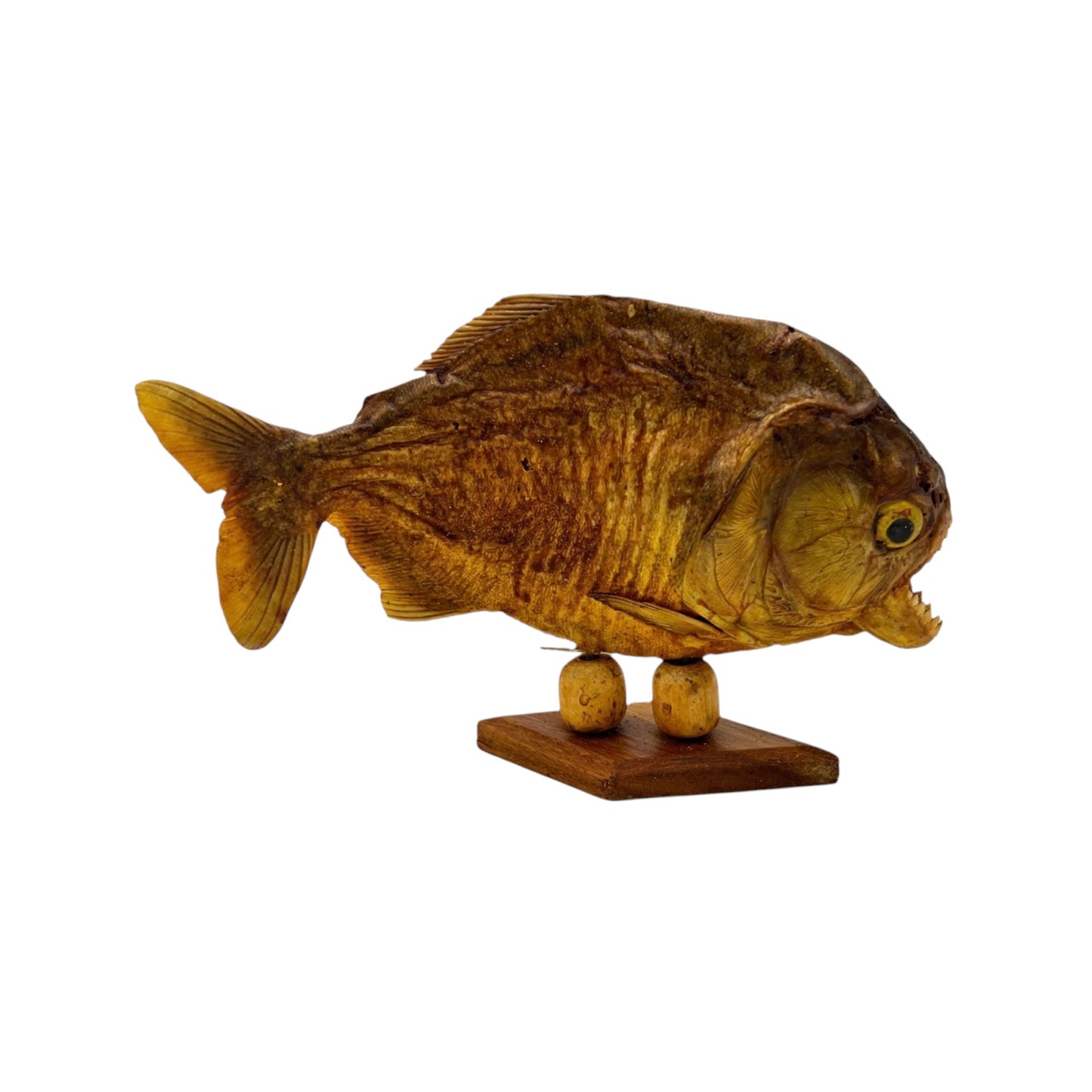 Piranha on Stand (6-7")