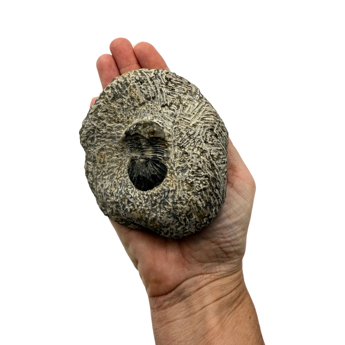 Platyscutellum tafilaltense Trilobite