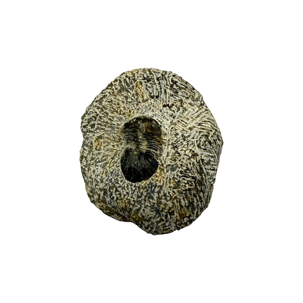 Platyscutellum tafilaltense Trilobite