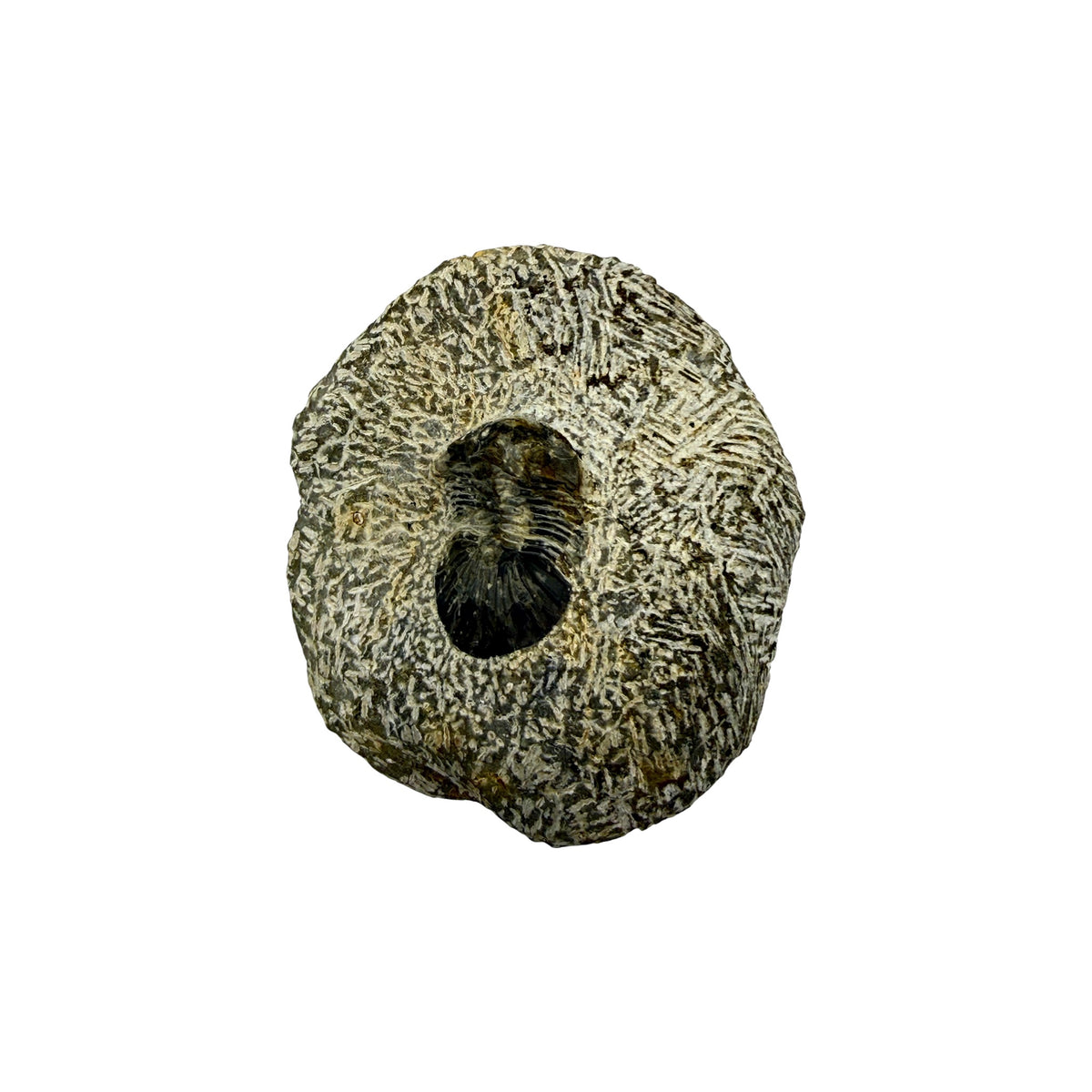 Platyscutellum tafilaltense Trilobite