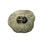 Platyscutellum tafilaltense Trilobite