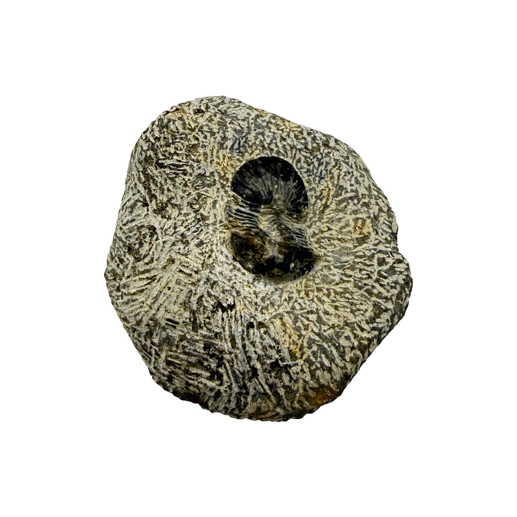 Platyscutellum tafilaltense Trilobite