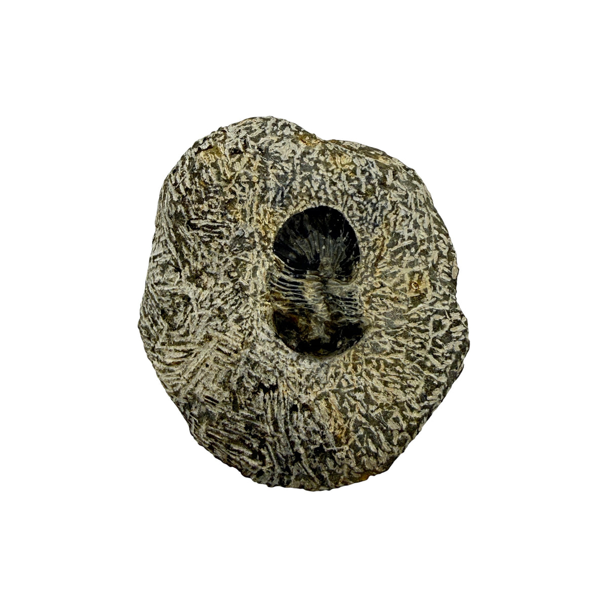 Platyscutellum tafilaltense Trilobite