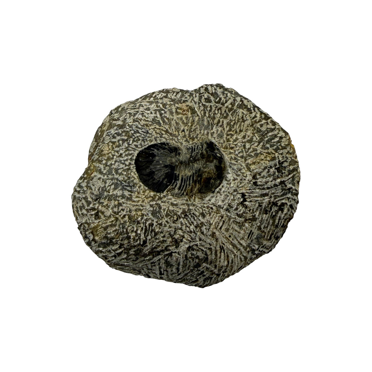 Platyscutellum tafilaltense Trilobite