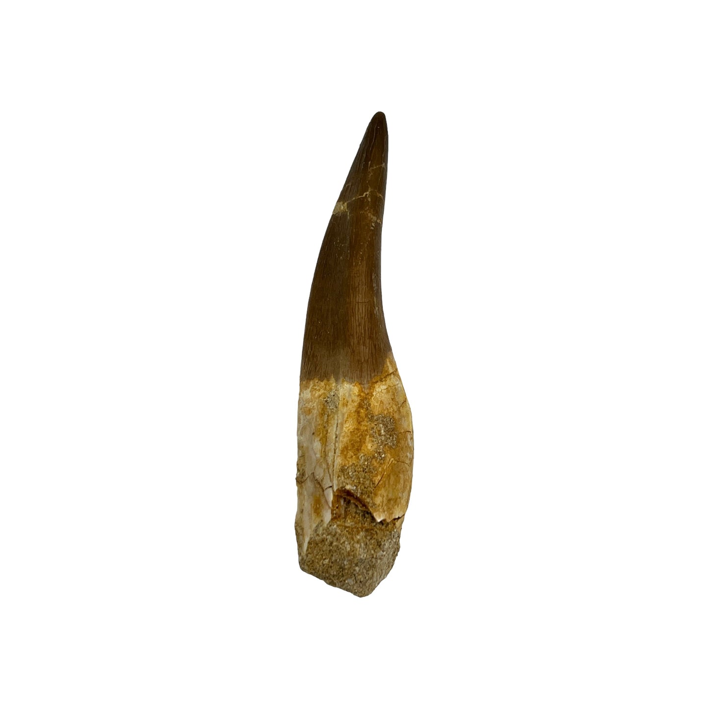 Plesiosaur Tooth (2-3")