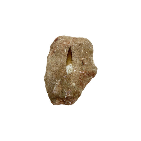 Plesiosaur Tooth in Matrix