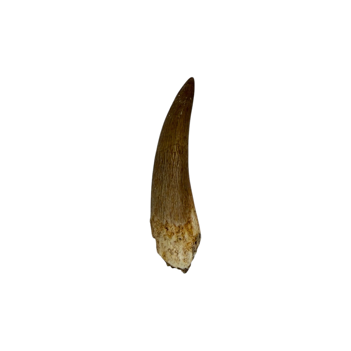 Plesiosaur Tooth