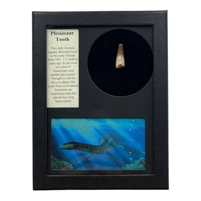 Plesiosaur Tooth Display