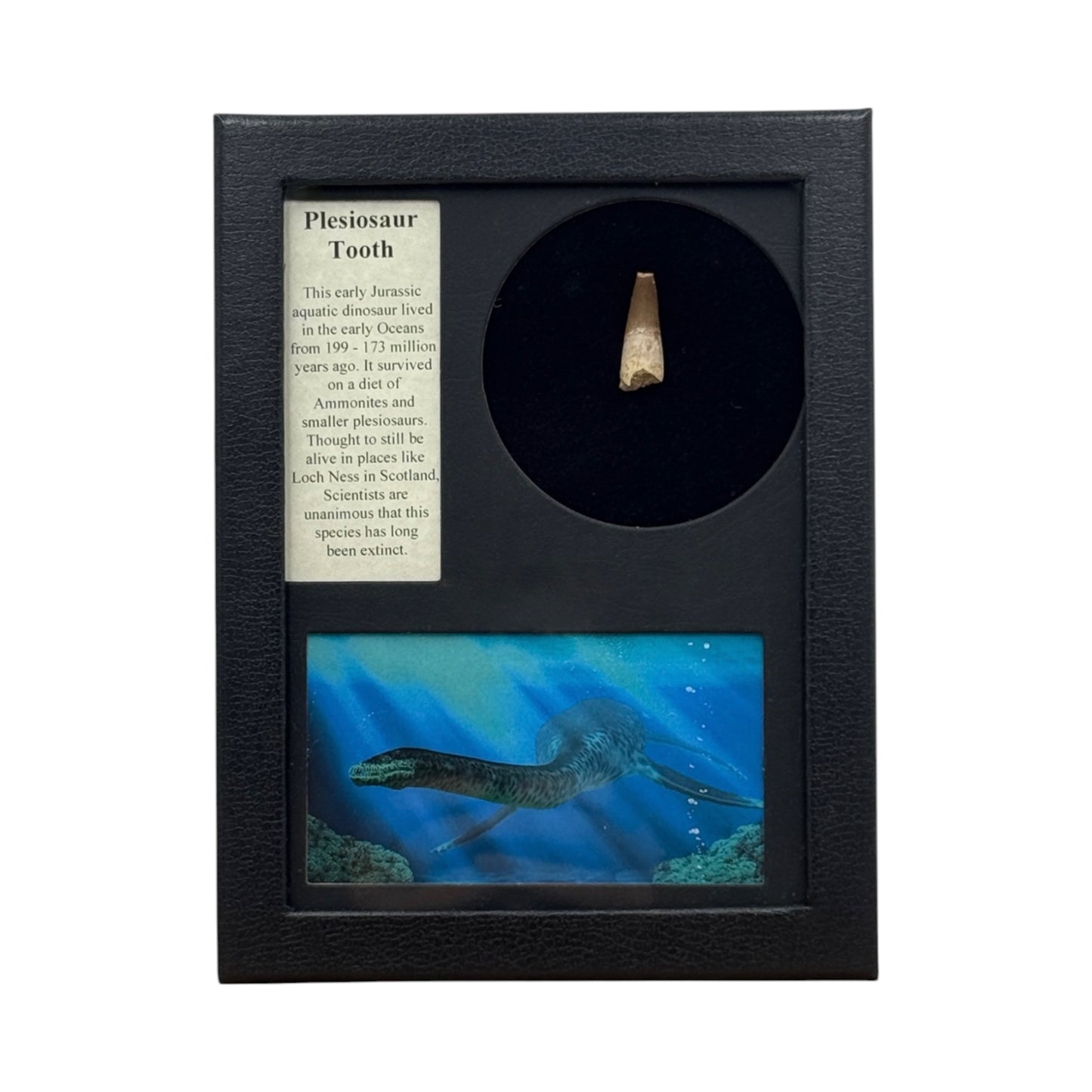 Plesiosaur Tooth Display