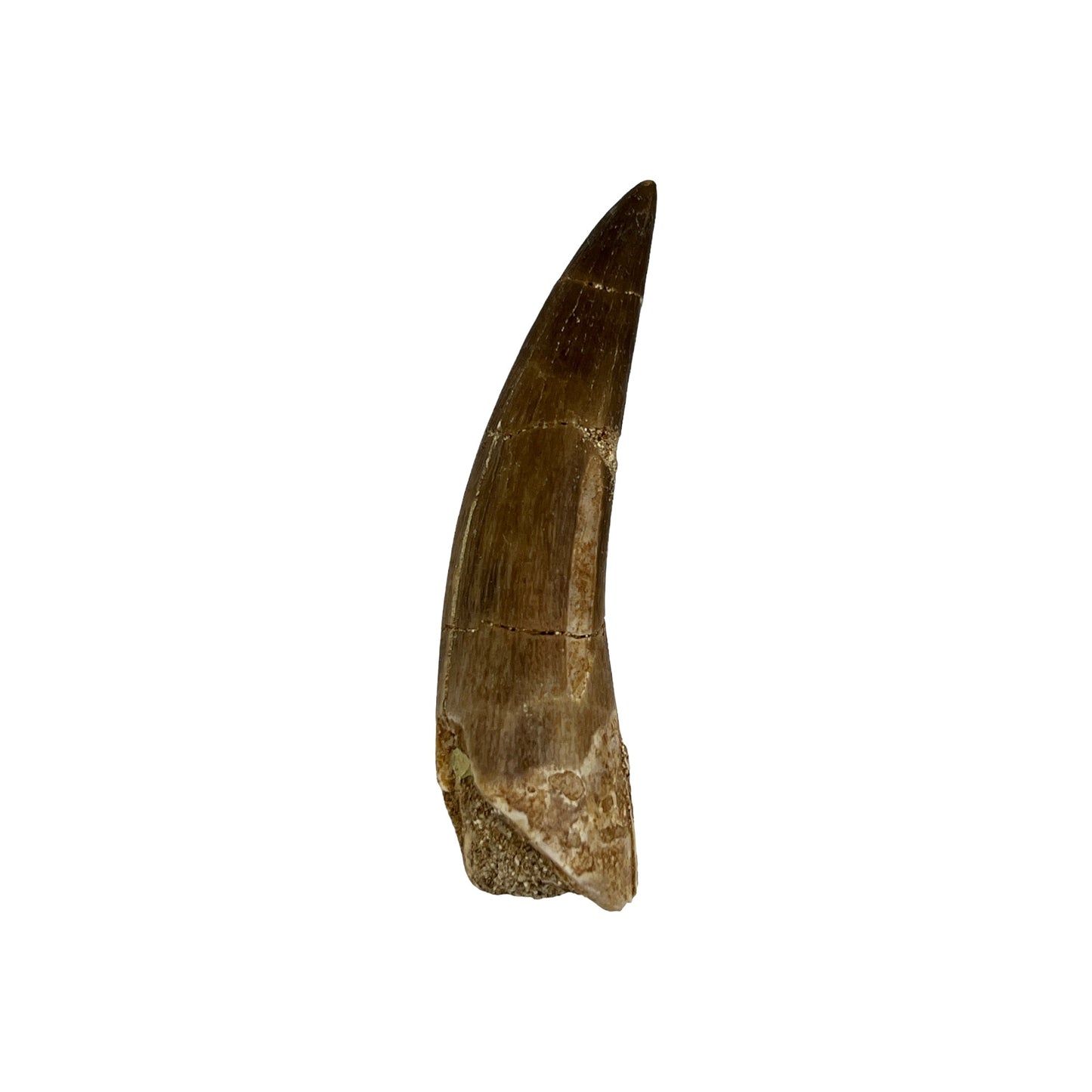 Plesiosaur Tooth (2-3")