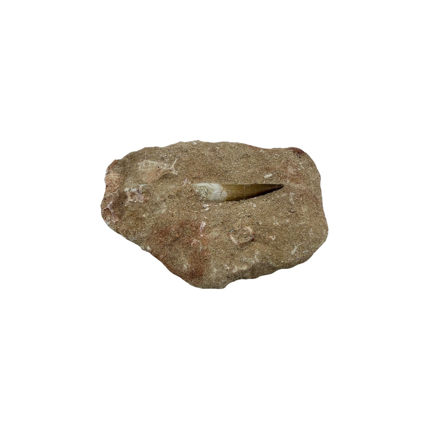 Plesiosaur Tooth in Matrix