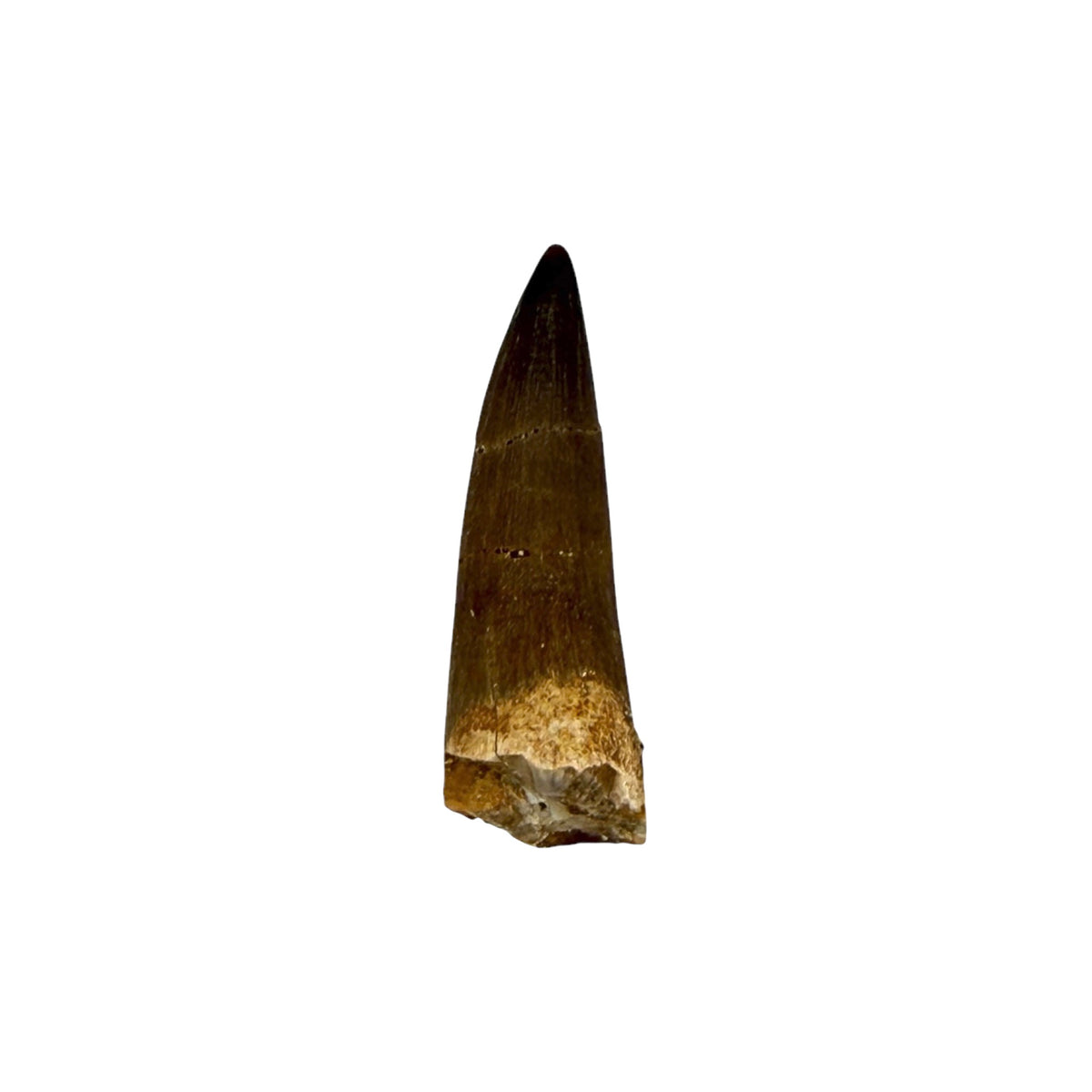 Plesiosaur Tooth