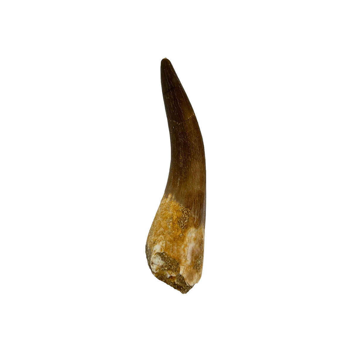 Plesiosaur Tooth