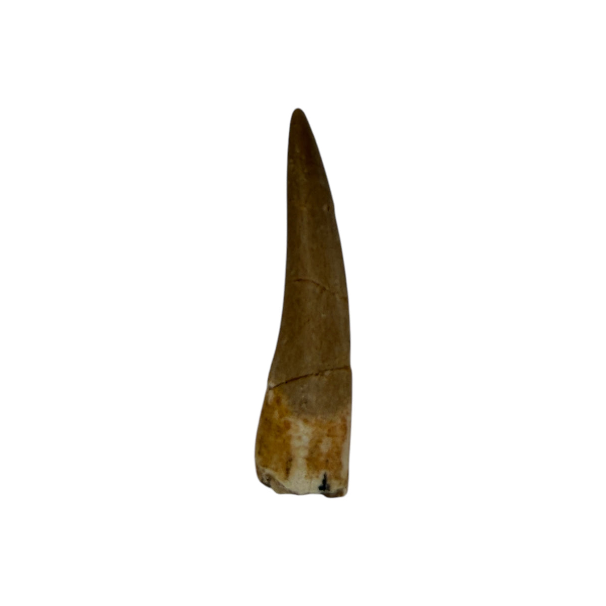 Plesiosaur Tooth