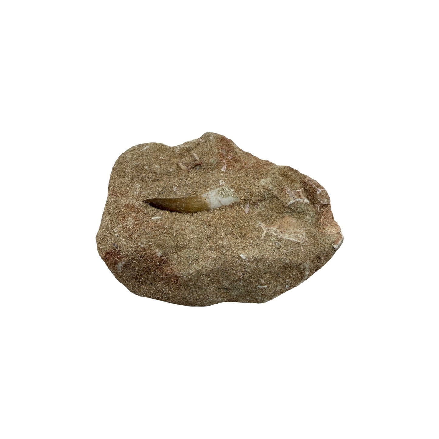 Plesiosaur Tooth in Matrix