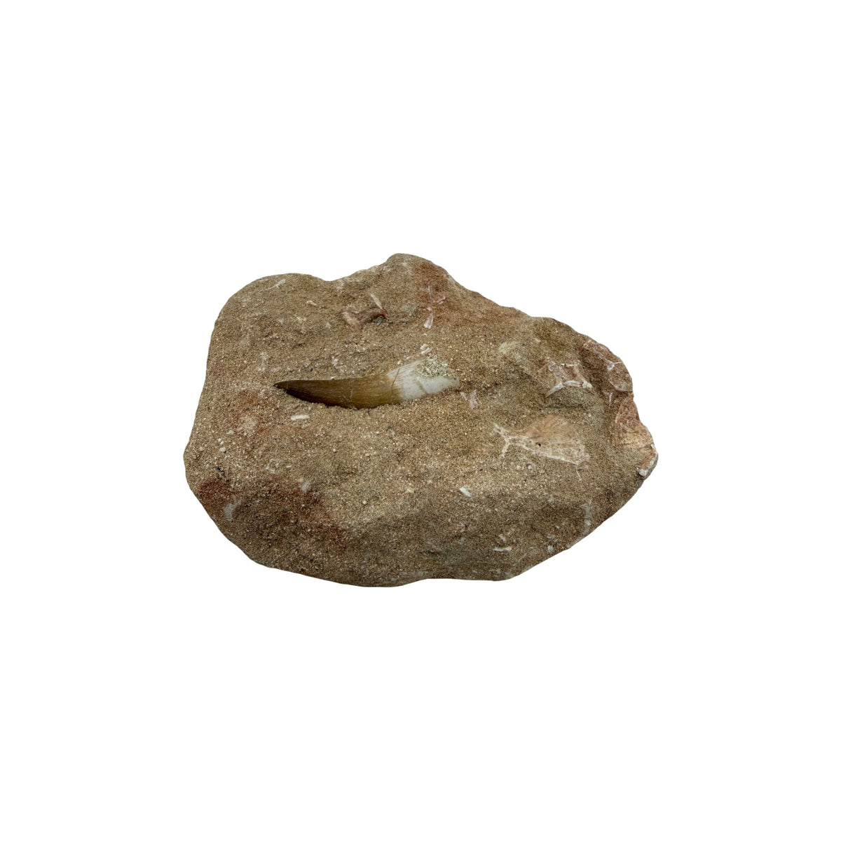 Plesiosaur Tooth in Matrix
