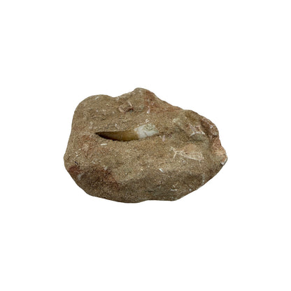 Plesiosaur Tooth in Matrix