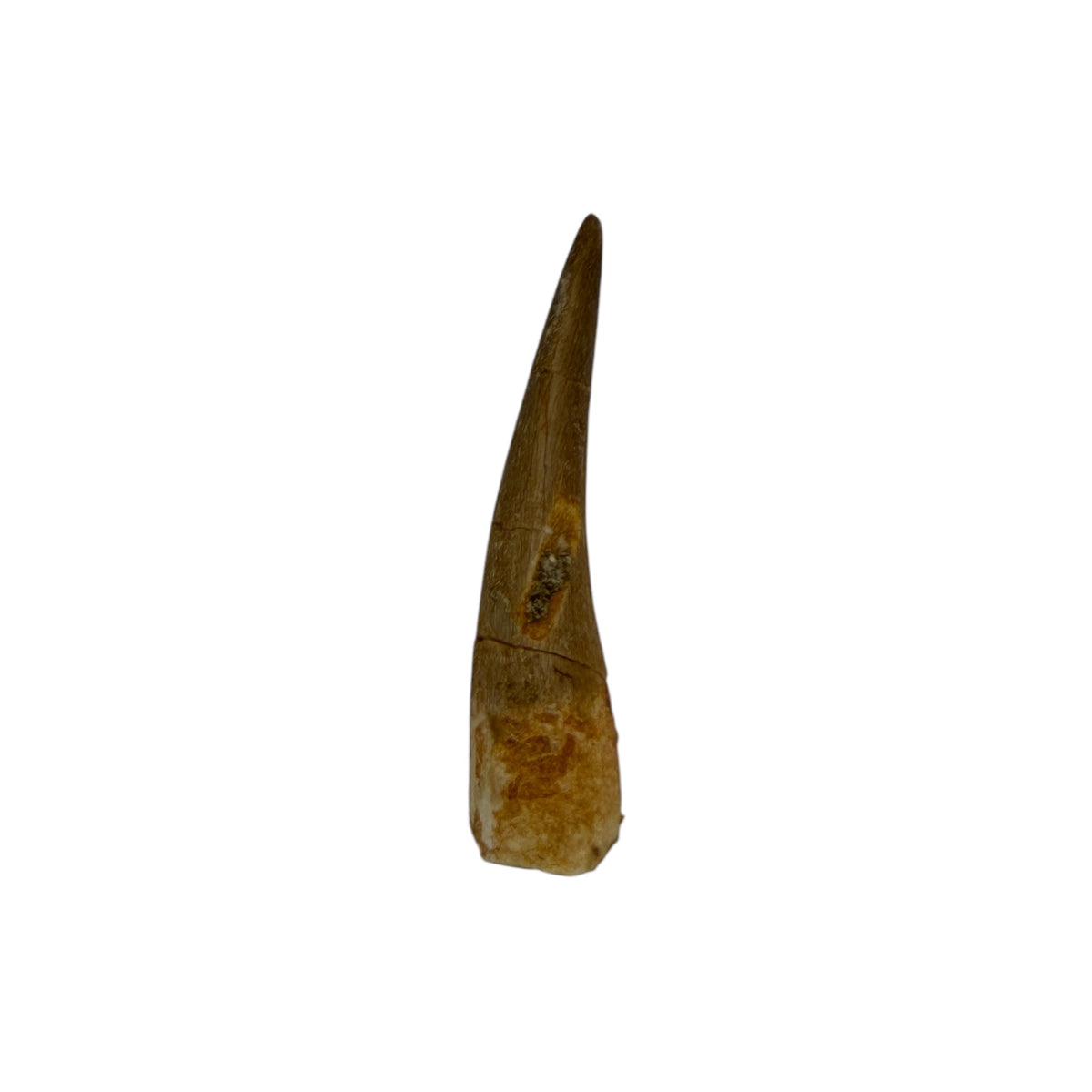 Plesiosaur Tooth