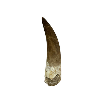 Plesiosaur Tooth (2-3")